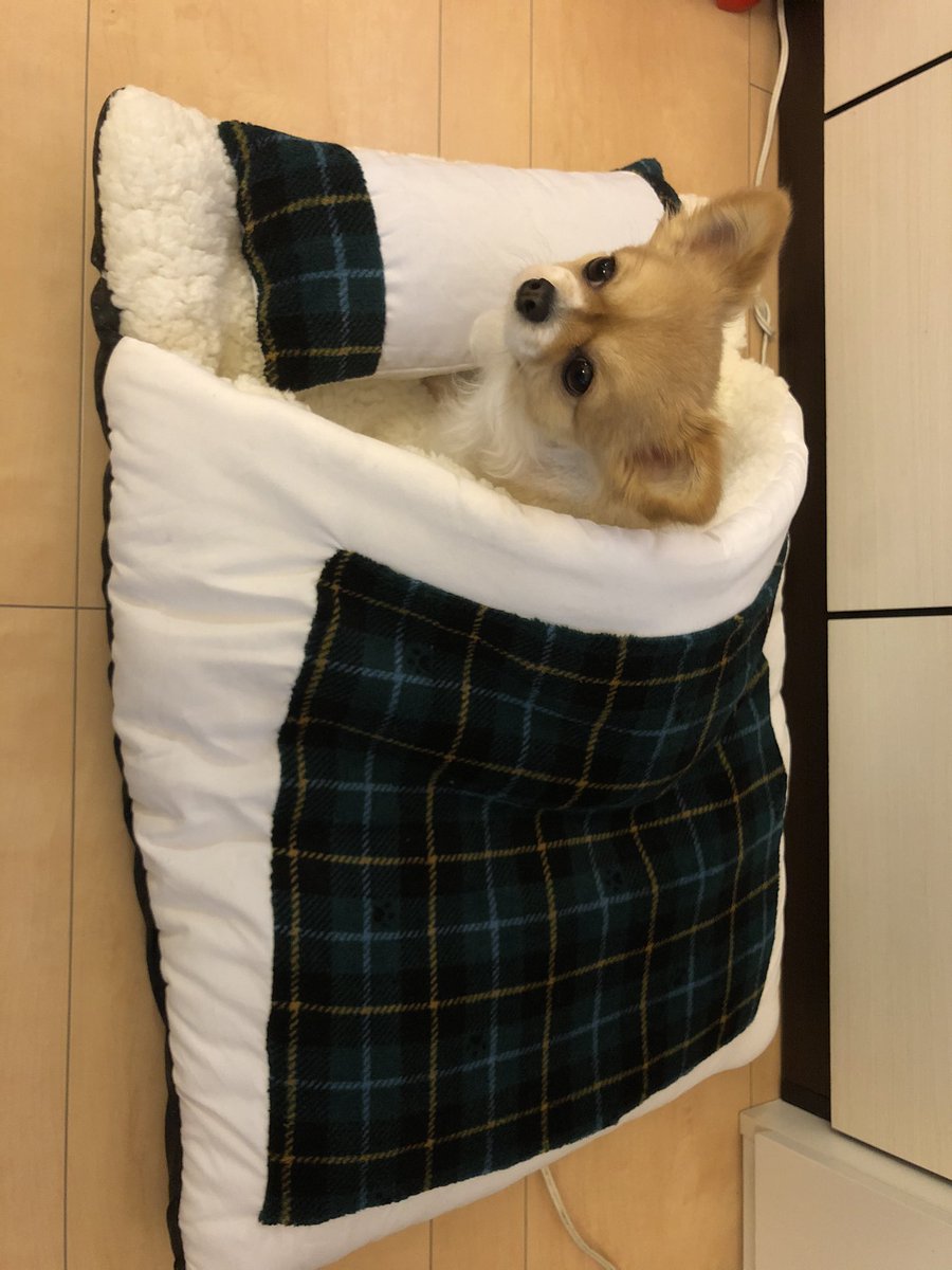 犬用布団