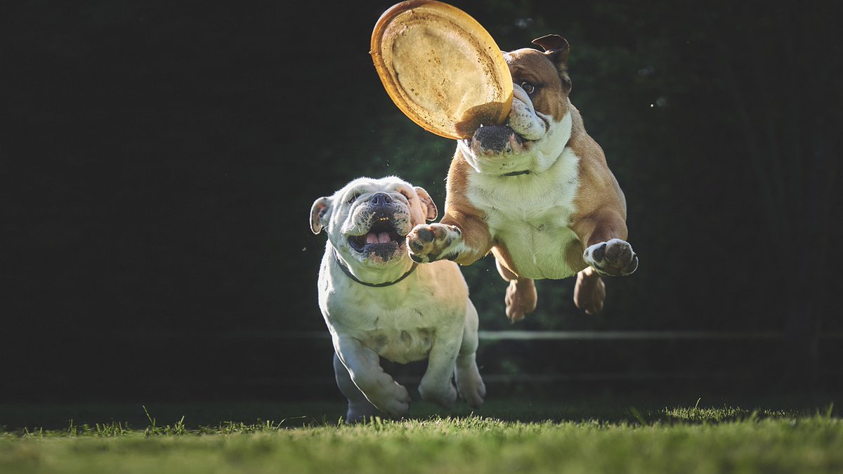 BulldogsLovers's tweet photo. #bulldogs #englishbulldogs #bulldogsofinstagram #bulldog #englishbulldogsofinstagram #bulldogingles #englishbulldog https://t.co/6WQPPZ4w1X