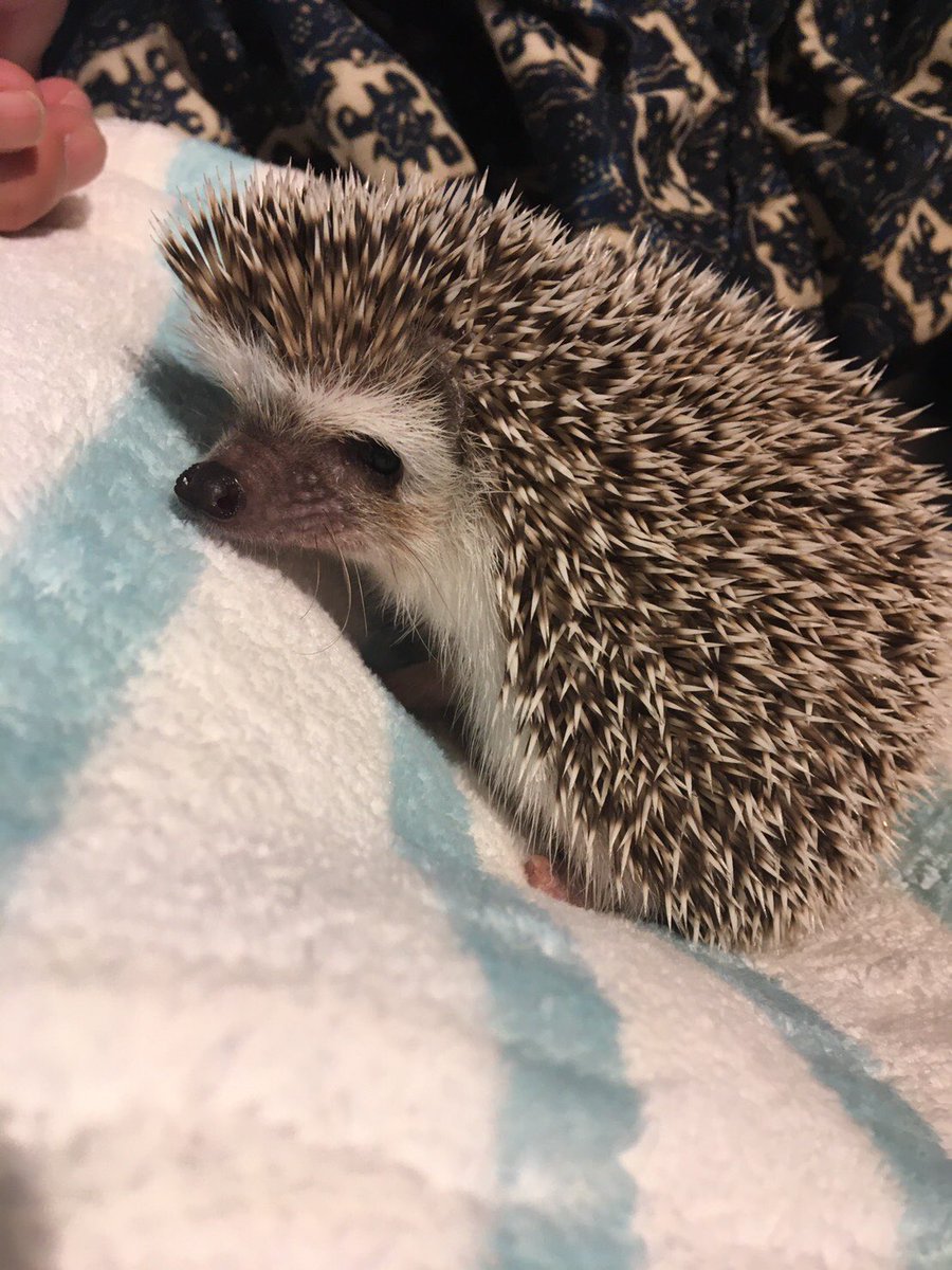 神戸の小動物 爬虫類のカフェ ててて Kobe Tetete Twitter