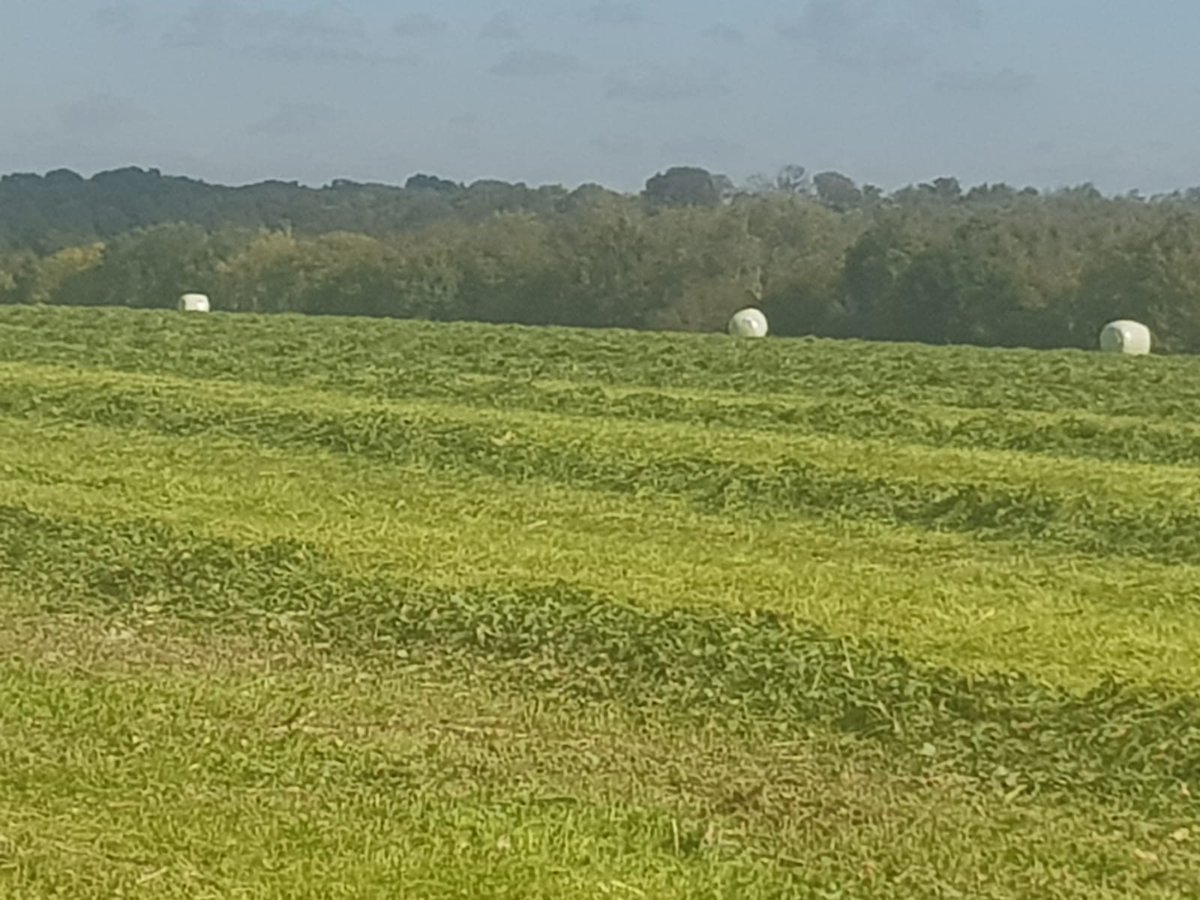 Poixblanc6's tweet photo. Récolte du trèfle 🍀 blanc nains associé au colza semé au 20 août 2019, deux culture en une avec un bon rendement fourrager
@SodiaalCoop du bon trèfle pour faire du bon lait @NatUp_groupe mon colza bas carbone et une super structure pour le futur blé @Pierre26244747 https://t.co/K2cMq0o1Zn