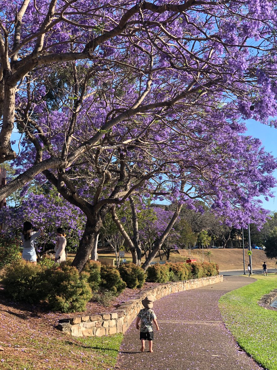 alexadsett's tweet photo. Jacaranda season 💜 #Qldlife https://t.co/P6KLlAOeDC