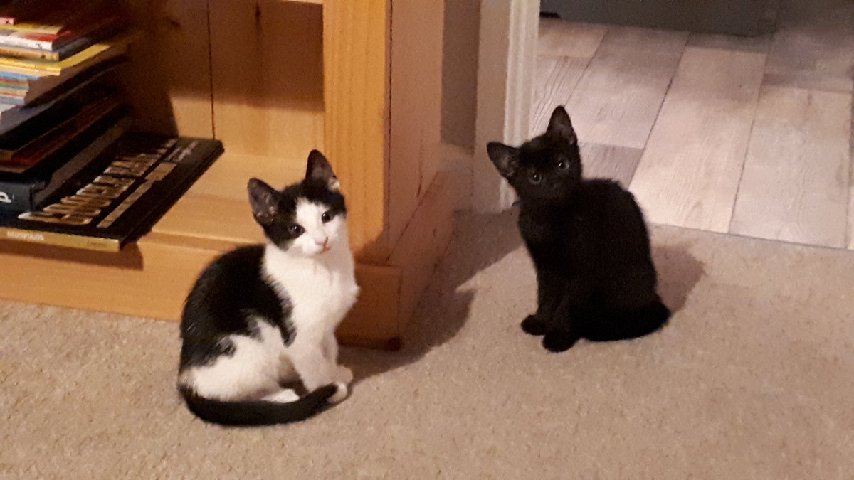 piperbunny's tweet photo. @KatyBirchall @scholasticuk I have two, Keo and Leon, who love each other very much :) https://t.co/kRdEbuEhib