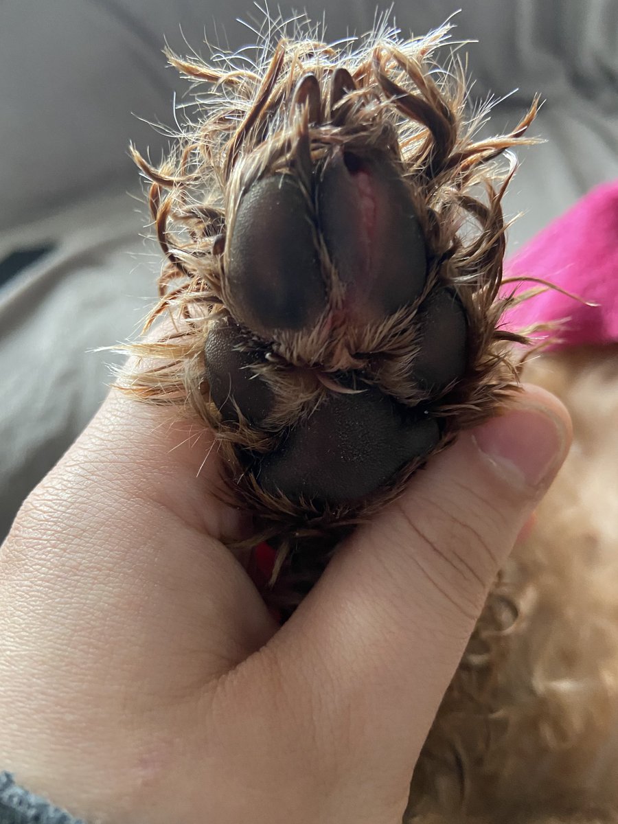 JennyCrossingNH's tweet photo. My baby girl was on a nice walk up a nice hill and somehow did this to her paw 😭 she’s currently sedated at the vets and getting stitches. I love her so much I can’t even explain. Please send all your positive thoughts and love to her ❤️ https://t.co/nR8vEOQfH6