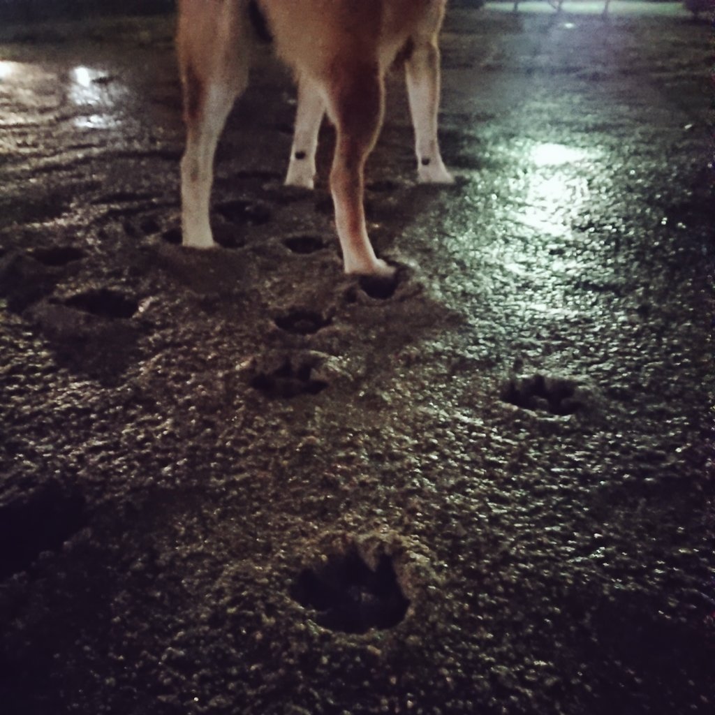 雨上がりはmixiの足あと機能🐾 https://t.co/DdM8p7hnPQ