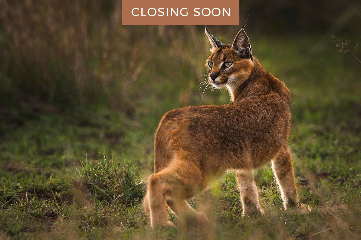 GreatestMara's tweet photo. CLOSING SOON – FEDERICO VERONESI: "In late 2009 I was lucky to spend quite a lot of time with wild Caracals in the Mara. Here an almost full grown cub explores his world in the last evening light." #TGMMAuction #GoingOnce https://t.co/4a7q2SQhOs https://t.co/gJ1NvCzQq1