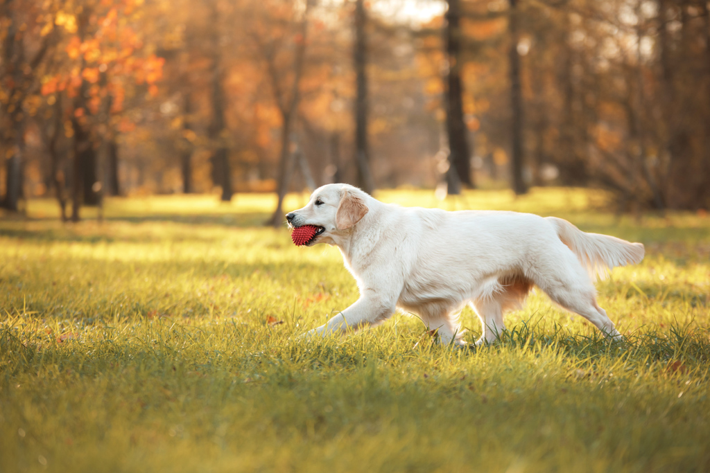 CapeCodAgway's tweet photo. A good game of fetch goes a long way for you and your pup. Get outside and through the ball around on this beautiful fall day! 🐕 Come by your local Agway to pick up new toys to play with or order yours online for free curbside pickup. #nationalfetchday https://t.co/AwoMHGAkiF