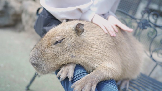 コスプレイヤーなを。のTwitter画像14