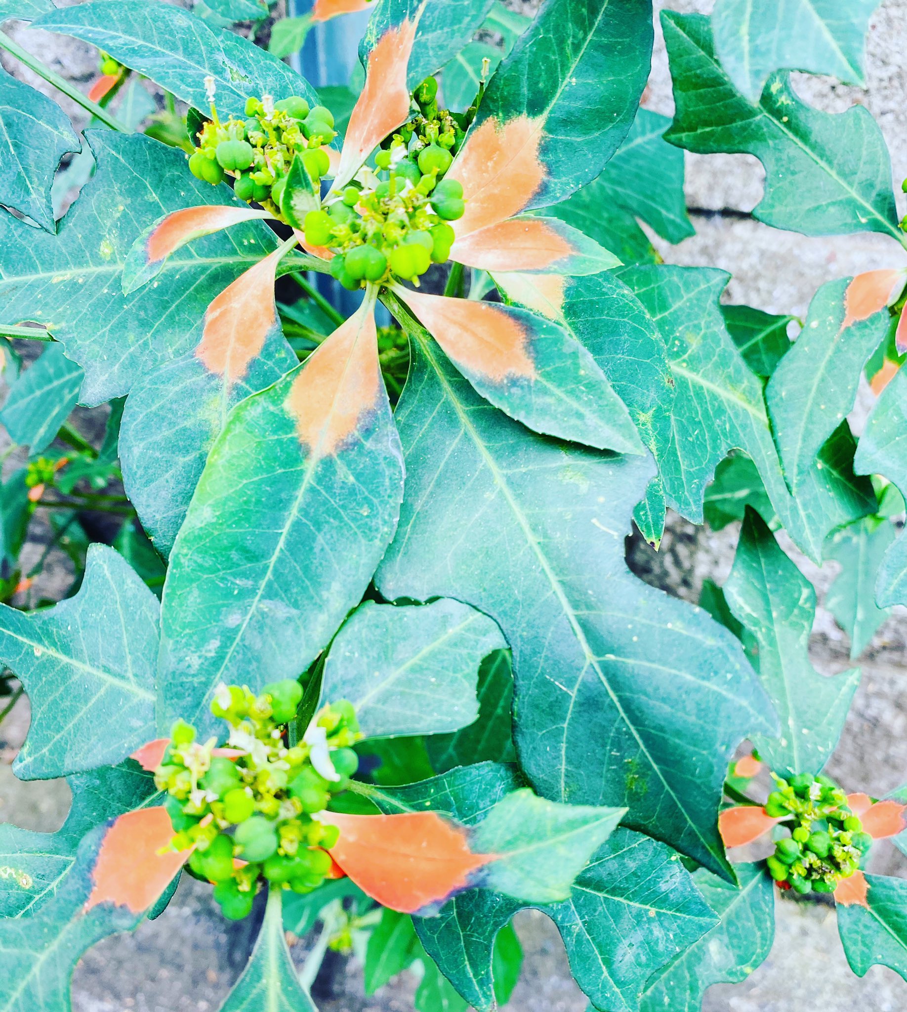 かみまち弓子上町弓子 東村山市議会議員 立憲民主党 ショウジョウソウ サマーポインセチアオレンジ色の葉っぱがきれいです ポインセチアの花言葉は わたしは燃えている T Co 5qyywd6otu Twitter