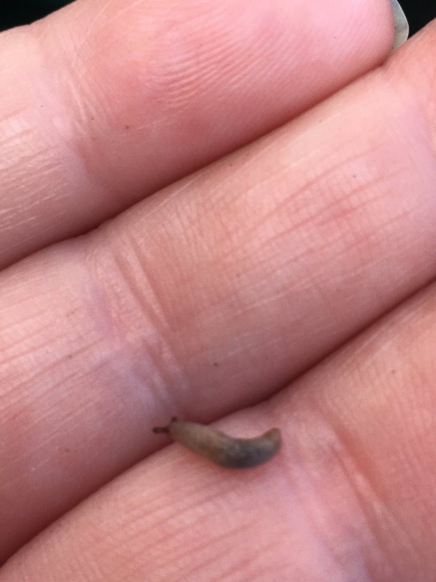 Saved a tiny slug today. Feel like there is a theme developing.