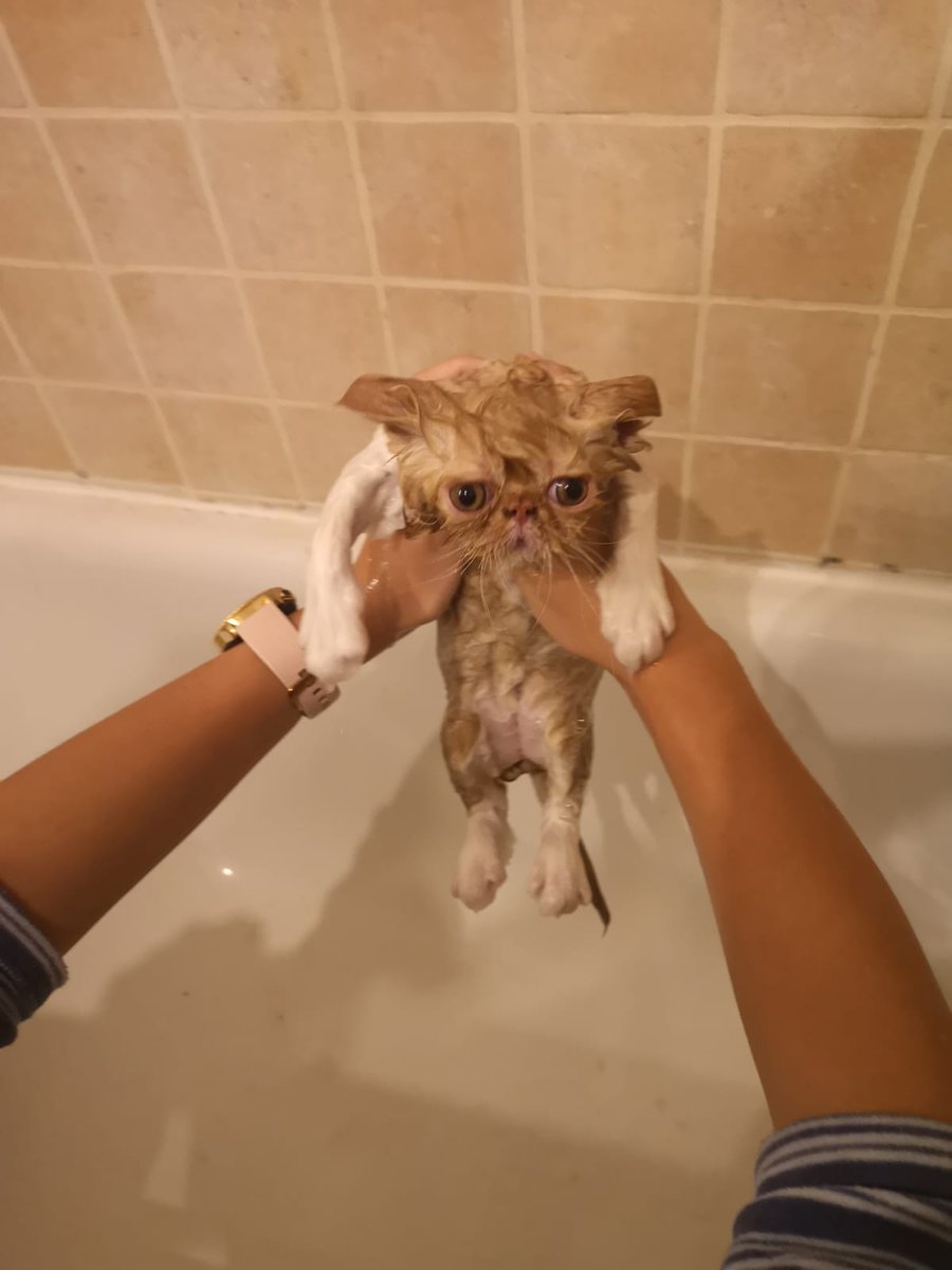 rafadavilo's tweet photo. Siempre he sido más de perros que de gatos... Pero no puedo resistirme a "Visent", el gato de mi hermana...
Hoy le ha tocado baño 🤣🤣🤣🤣

No me digáis que no un "meme" en si mismo 🤣🤣🤣🤣 https://t.co/Wh5eI4AYp0