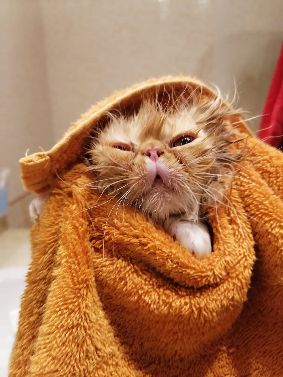 rafadavilo's tweet photo. Siempre he sido más de perros que de gatos... Pero no puedo resistirme a "Visent", el gato de mi hermana...
Hoy le ha tocado baño 🤣🤣🤣🤣

No me digáis que no un "meme" en si mismo 🤣🤣🤣🤣 https://t.co/Wh5eI4AYp0