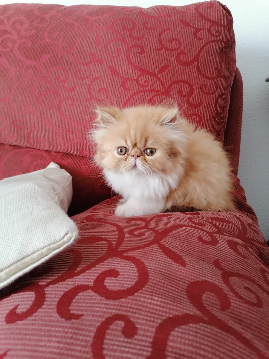 rafadavilo's tweet photo. Siempre he sido más de perros que de gatos... Pero no puedo resistirme a "Visent", el gato de mi hermana...
Hoy le ha tocado baño 🤣🤣🤣🤣

No me digáis que no un "meme" en si mismo 🤣🤣🤣🤣 https://t.co/Wh5eI4AYp0