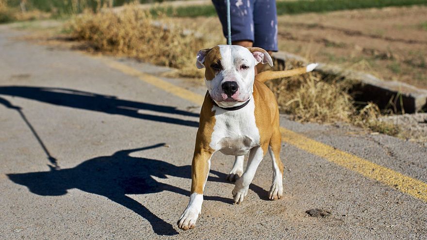 🐕#Mascotas: Se potencia la adopción, se sanciona el abandono y se establece el 'sacrificio cero' en el territorio valenciano levante-emv.com/comunitat-vale…