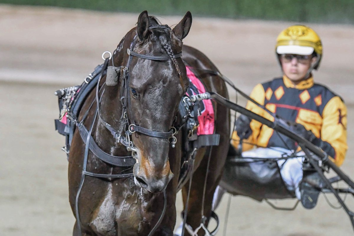 𝐖𝐨𝐨𝐝𝐬𝐭𝐨𝐜𝐤 Pace - woodstockbourbon.com.au

🐴 MOTU GATECRASHER 
𝐓𝐑𝐀𝐈𝐍𝐄𝐑: Craig Cross (5 wins)
𝐃𝐑𝐈𝐕𝐄𝐑: Jack Callaghan (double)