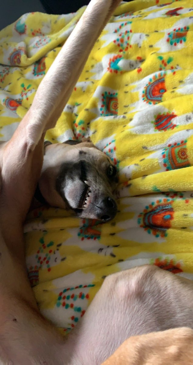 JosieWhippet's tweet image. #HappySaturday