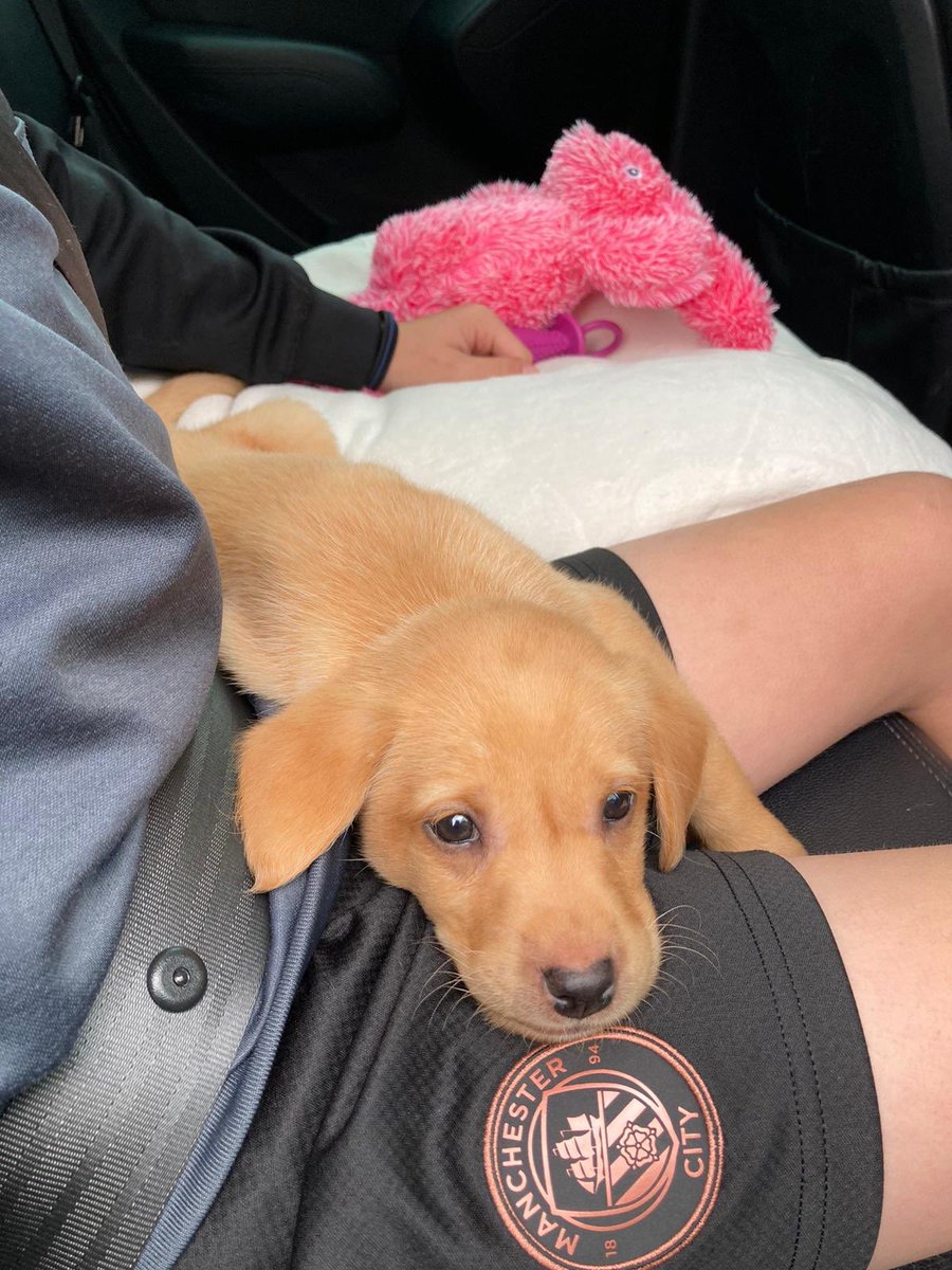 Bringing the pup home this morning ! A good result for his team today would just be perfect 💪 <a href="/ManCity/">Manchester City</a> <a href="/Russeller147/">Neil Russell</a>