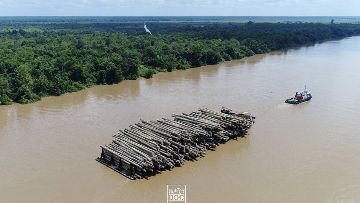 Kami rekam gambar ini pekan lalu di Sungai Kahayan, Pulang Pisau, Kalimantan Tengah. Kawasan yang masuk dalam proyek Food Estate.

Omnibus Law menghapus ketentuan bahwa tutupan hutan harus dipertahankan 30 persen. Jokowi adalah pengusaha mebel, alumni Fakultas Kehutanan UGM.