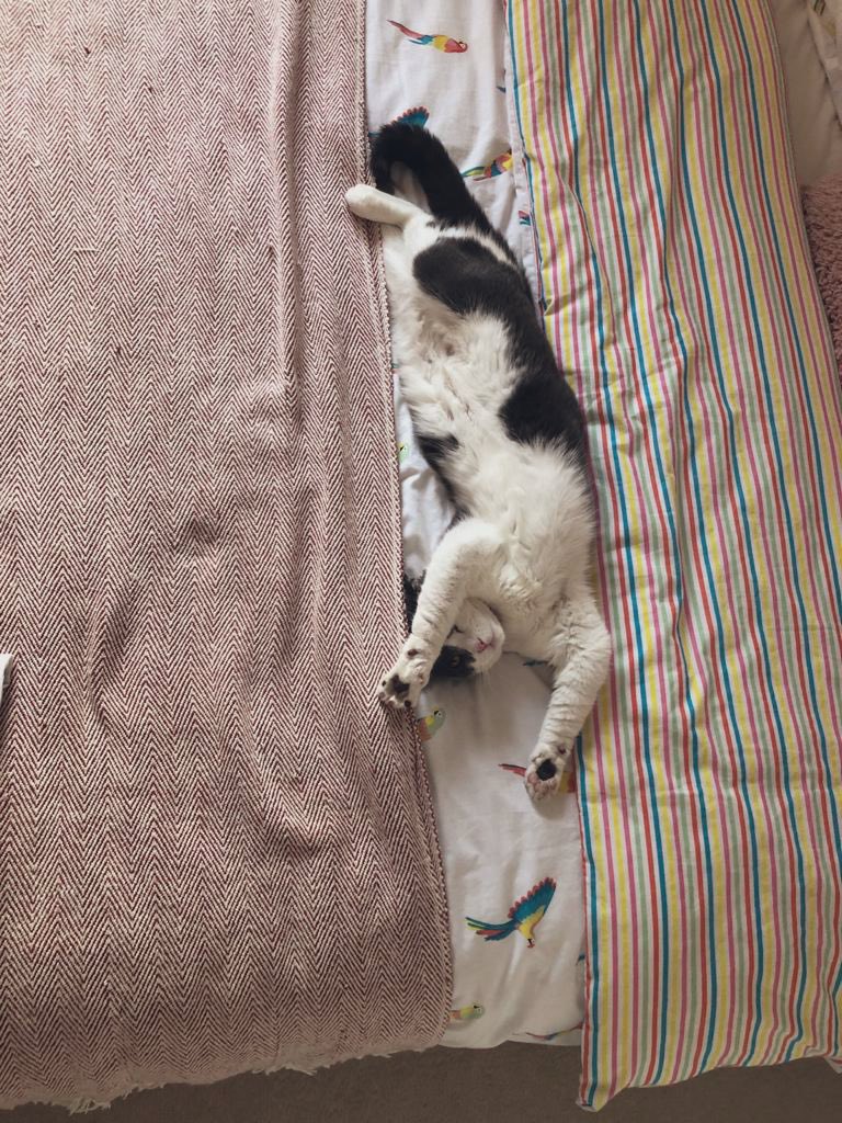 paulaasowa's tweet photo. Hi Edmund, it’s ok not to feel ok! But things will get better, I promise. Here’s a pic of my kitty that always cheers me up. Sending lots of hugs 🤗 https://t.co/UIEUK3vdrv