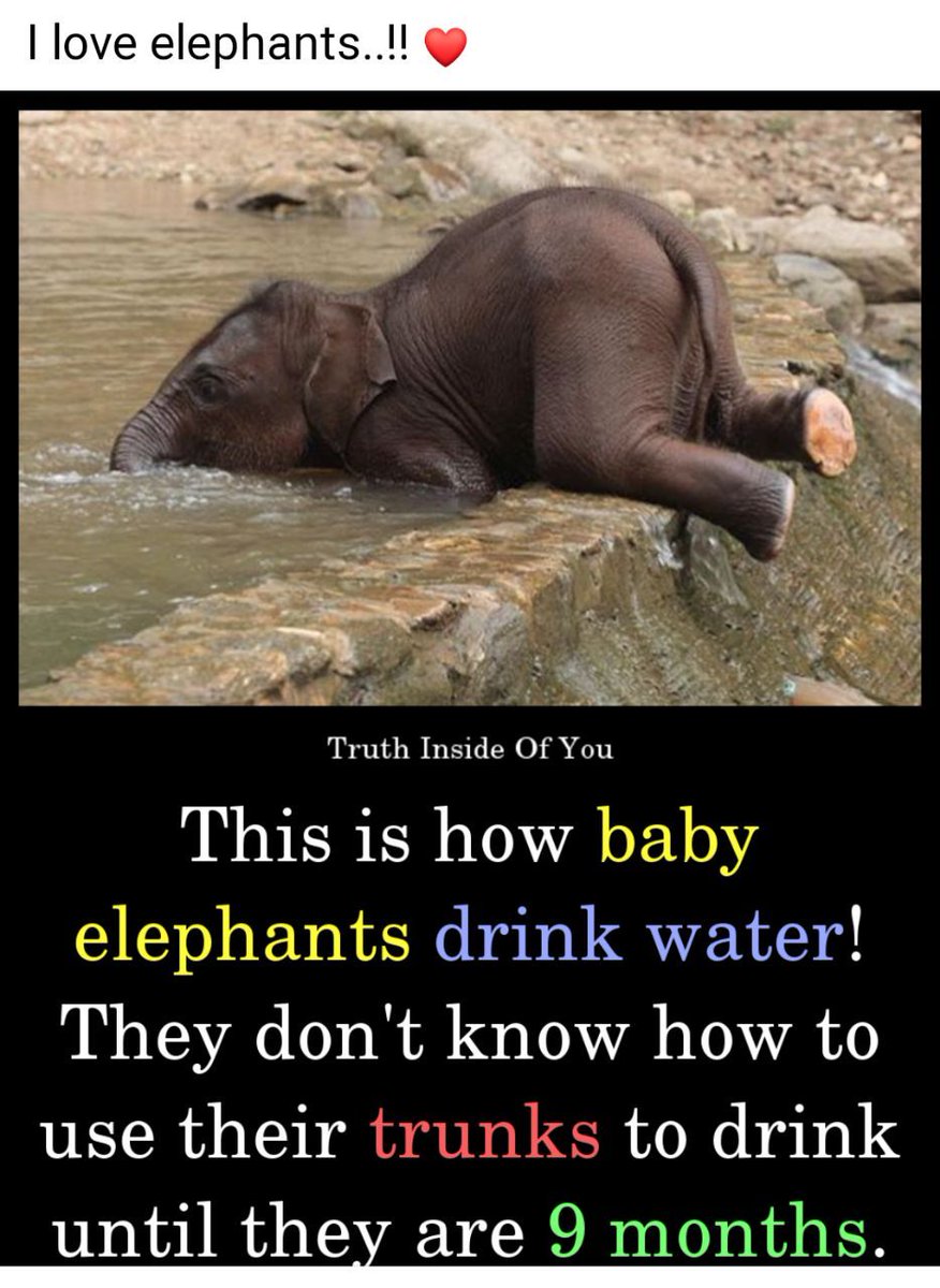 @ParveenKaswan This is how they drink water...
#Haathimerasaathi...♥️🐘