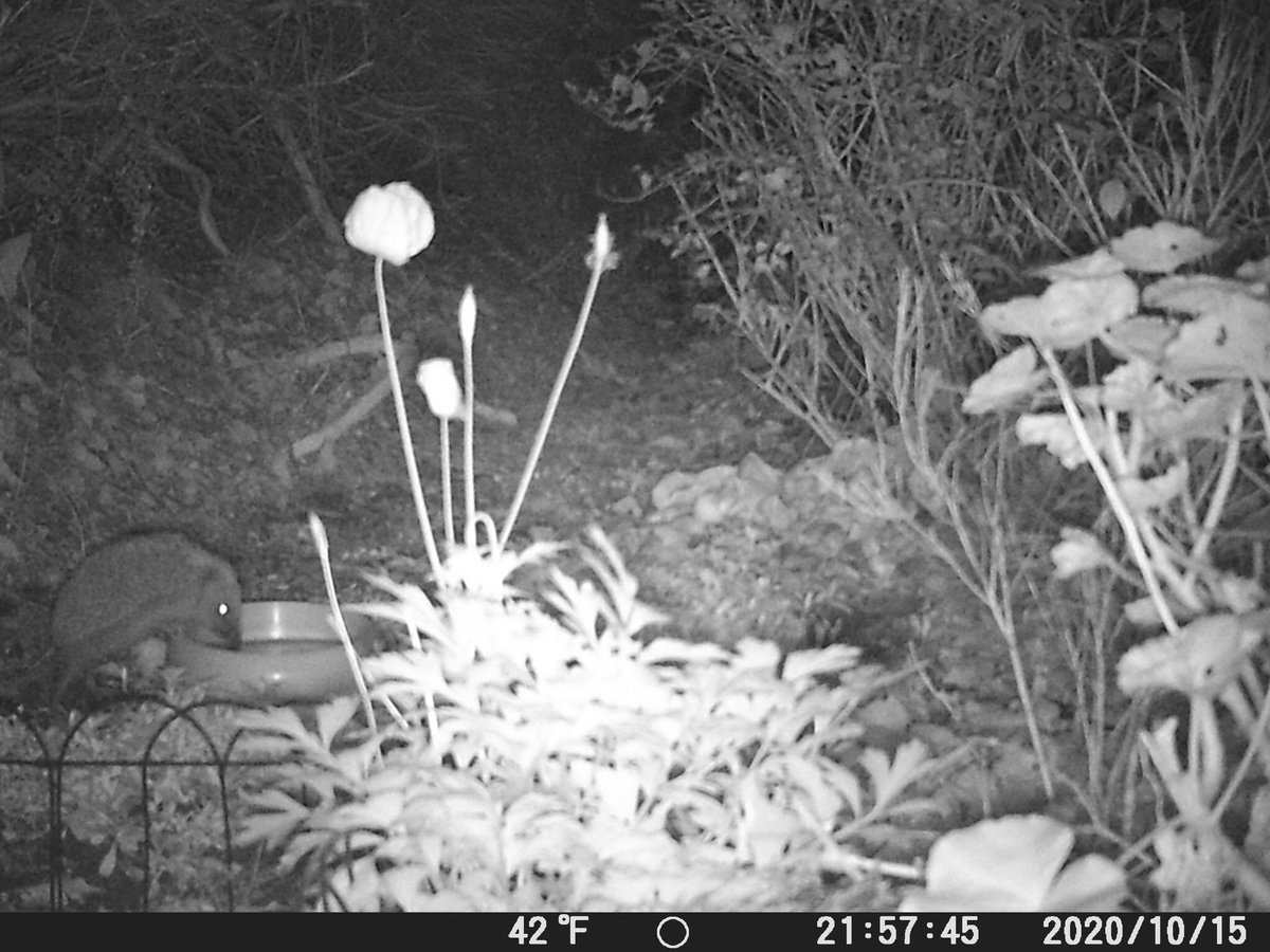 Looking to see what this little fella has been up to in the night always brightens my day #hedgehog #30dayswild https://t.co/Kg12mWI2ws