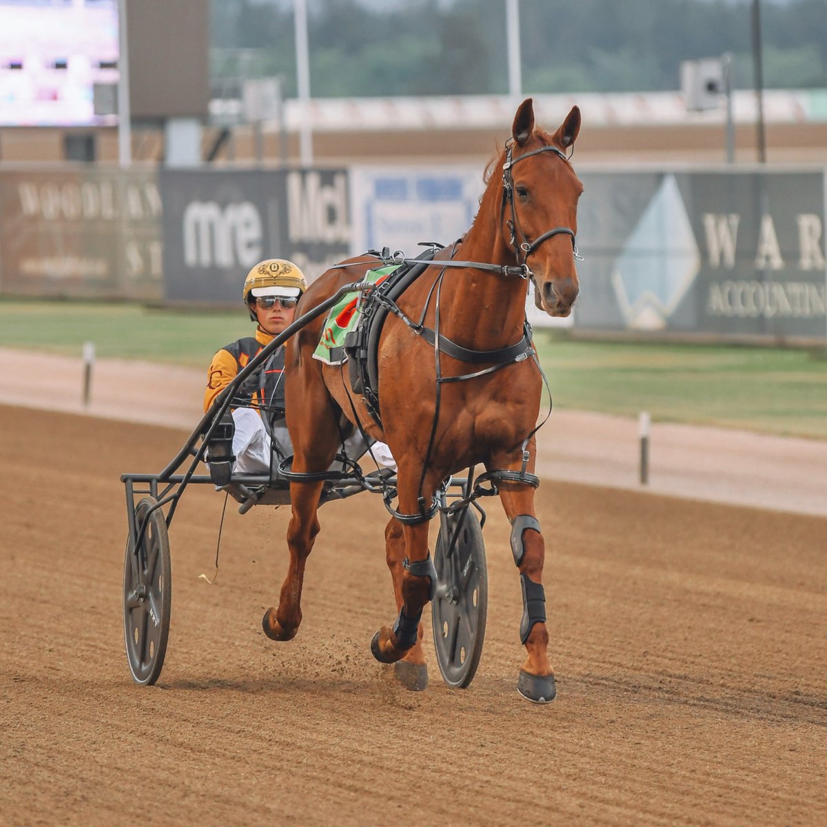 Club Menangle tweet media