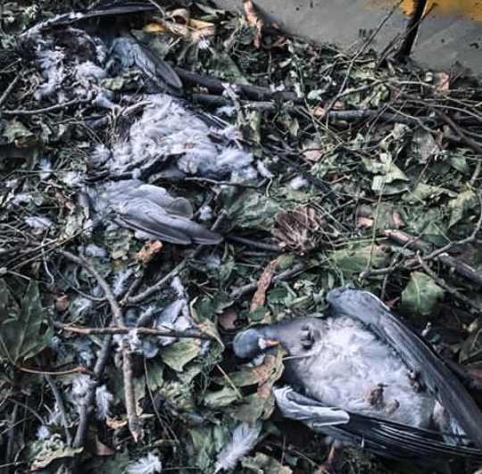 Sülh quşları öldü. Çox qan töküləcək. 
#StopArmenianAggression 
#StopArmenianTerrorism