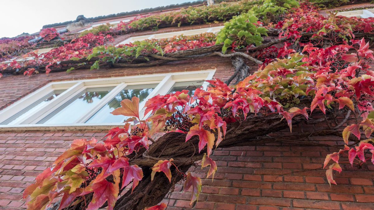 wndngn's tweet photo. Vaste prik deze periode: de blokken van Jop van Epen/Meindert Lippits en Barend van den Nieuwen Amstel jr. in Oud-Zuid bezoeken! #herfst #wingerd https://t.co/1mYYLU42W0