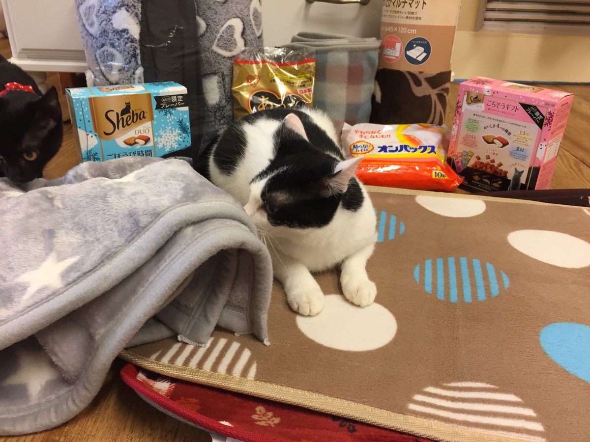 保護猫カフェねこかつ 川越 大宮日進 常連のお客様から暖かグッズをたくさんいただきました いつもありがとうございます さっそくフミフミするワカメくん 川越店 ねこかつ 保護猫カフェ シマホネコダスケ シマホレスキュー 保護猫カフェねこかつ 川越 大宮日進 常連のお客様から暖かグッズをたくさんいただきました いつもありがとうございます さっそくフミフミするワカメくん 川越店 ねこかつ 保護猫カフェ シマホネコダスケ シマホレスキュー
