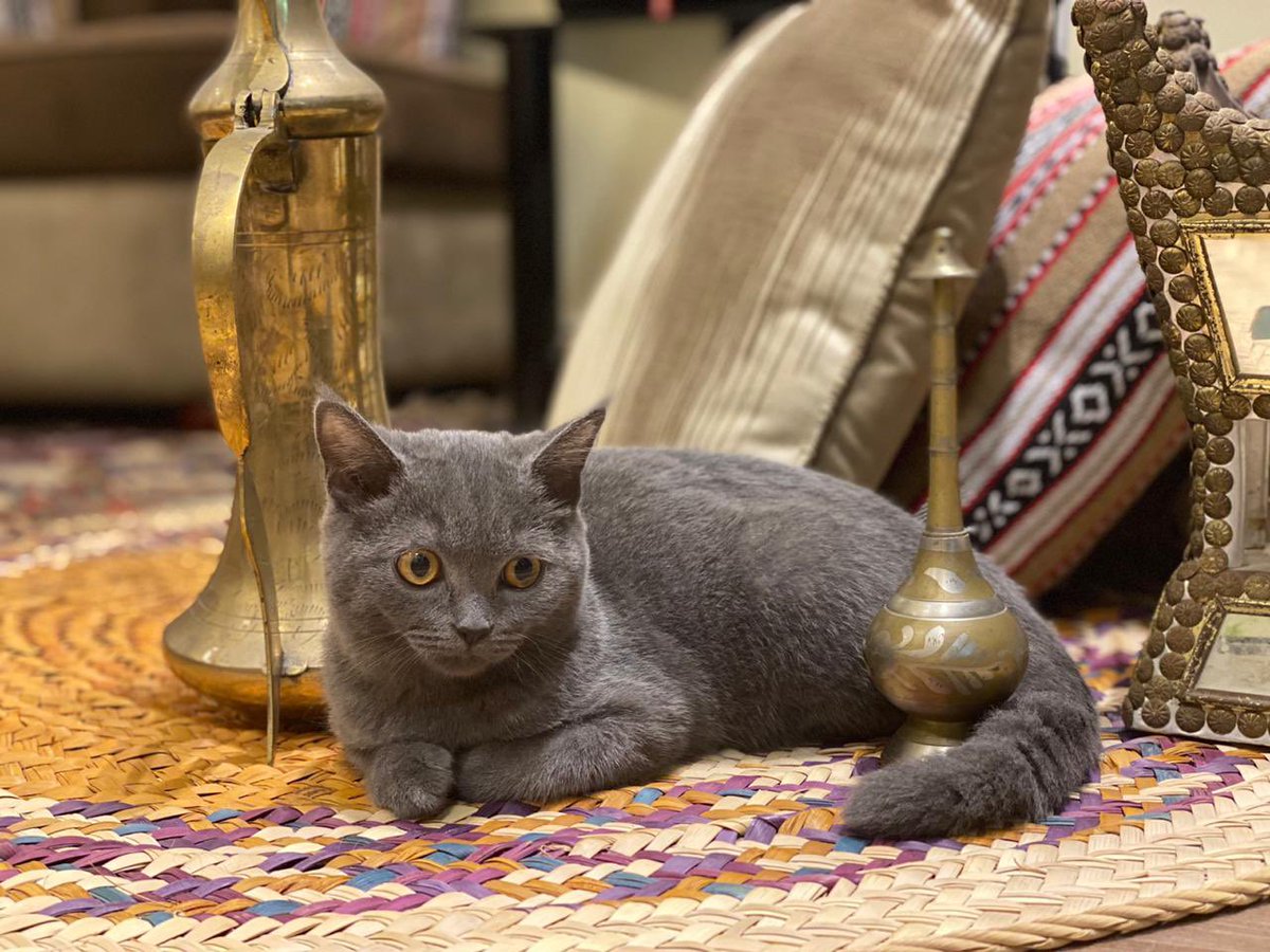 shaii5ha_'s tweet photo. my cat do be photogenic https://t.co/hcTGIiFZmj
