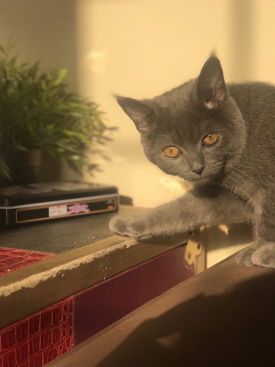 shaii5ha_'s tweet photo. my cat do be photogenic https://t.co/hcTGIiFZmj