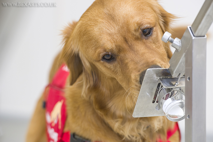 We need your socks and masks @TeamNUH ! We're calling for volunteers to donate their odour to help train #COVID19 detection dogs as part of a study we are supporting with <a href="/MedDetectDogs/">Medical Detection Dogs</a> <a href="/LSHTM/">London School of Hygiene & Tropical Medicine</a> &amp; <a href="/durham_uni/">Durham University</a> More details are at: ow.ly/xkb950BS9fB #cureforcovid