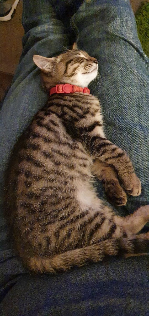 shanegswift's tweet photo. @emerald1910 Hi Edmund I'm a Dublin man in England, tried twice to go home to see family this year and couldn't. Trying to take each day as it comes and spend time with the people I care about over here. Life isn't easy atm. Here's a picture of my cute cat Freddo.. Hope it cheers you up :-) https://t.co/ZiaxcEIbbI