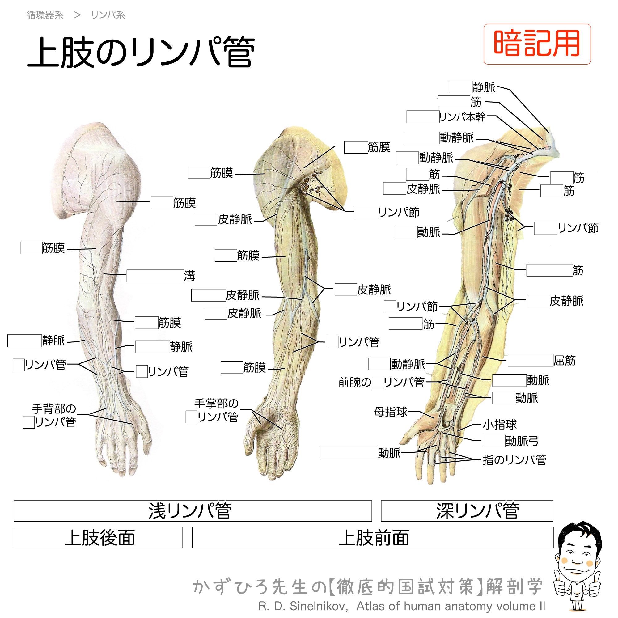 かずひろ先生 なるほど解剖学 上肢のリンパ管 腋窩リンパ節は上肢と胸壁のリンパが集中します 腋窩リンパ 節は鎖骨下静脈に沿う鎖骨下リンパ本幹を経て 鎖骨下静脈と内頚静脈の合流部 静脈角 に向かいます T Co Flhbetzivy かずひろ先生 なるほど解剖学 上肢のリンパ管 腋窩リンパ節は上肢と胸壁のリンパが集中します 腋窩リンパ 節は鎖骨下静脈に沿う鎖骨下リンパ本幹を経て 鎖骨下静脈と内頚静脈の合流部 静脈角 に向かいます T Co Flhbetzivy