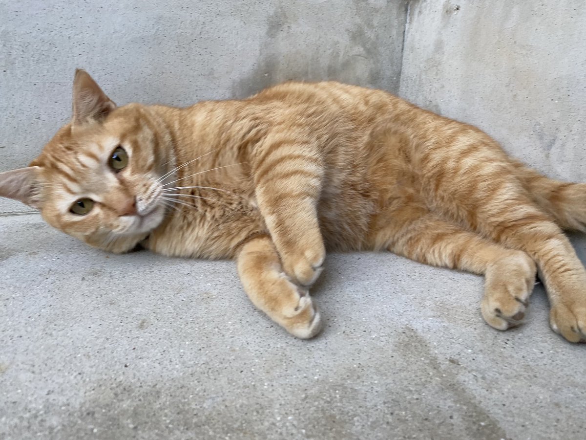 ねこおでん 警備の合間の気を抜いたとらじ 猫おでん 猫好き 猫好きさんと繋がりたい 猫すきさんと繋がりたい Cat Catmovie ニャルソック 茶トラ かわいい 可愛い チャンネル登録 にゃんすたぐらむ 猫写真 Catstagram 猫動画 保護猫