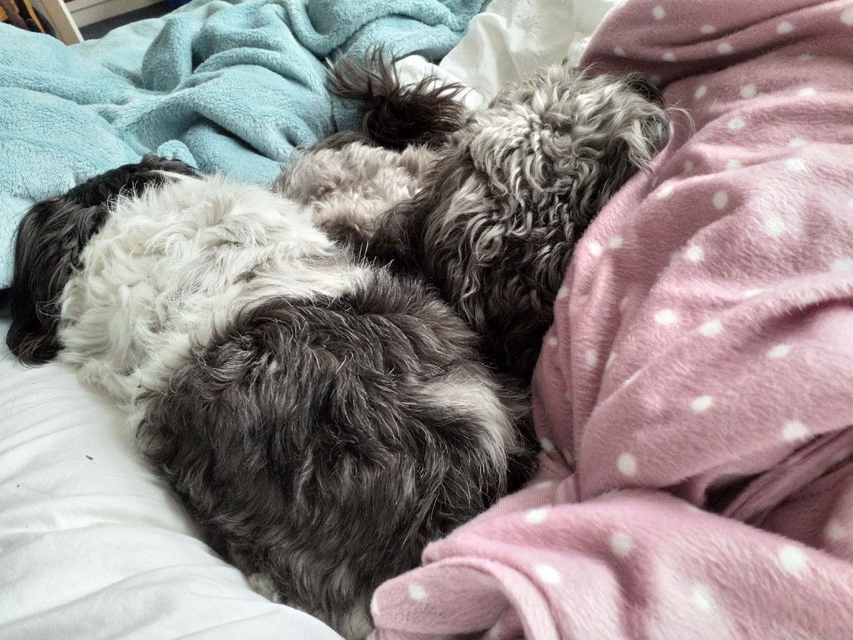 QueenAlocin's tweet image. Saturday morning lie in for #PharmacyPets Dreaming of celebrations for #RXTECH day! Might go for a walk later, might not 😷 #PharmacyPhamily #PharmTechsRock