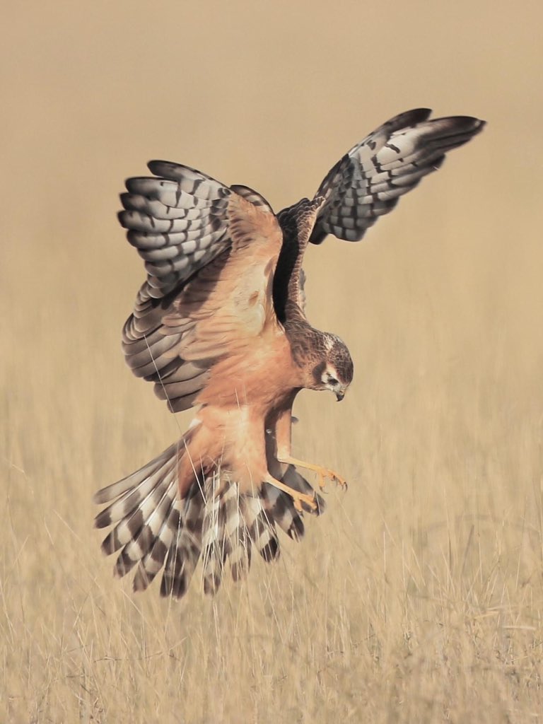 ये कौन चित्रकार है ?Montagu's Harrier, from wonderful grassland of Talchapar Rajasthan. @natgeo  @Avibase  @ThePhotoHour  @NatureIn_Focus  @SanctuaryAsia #IndiAves  #birdphotography  #BBCWildlifePOTD Pic by my bro Dr. Atul Jain  http://facebook.com/profile.php?id …& http://instagram.com/atuljain67?utm …