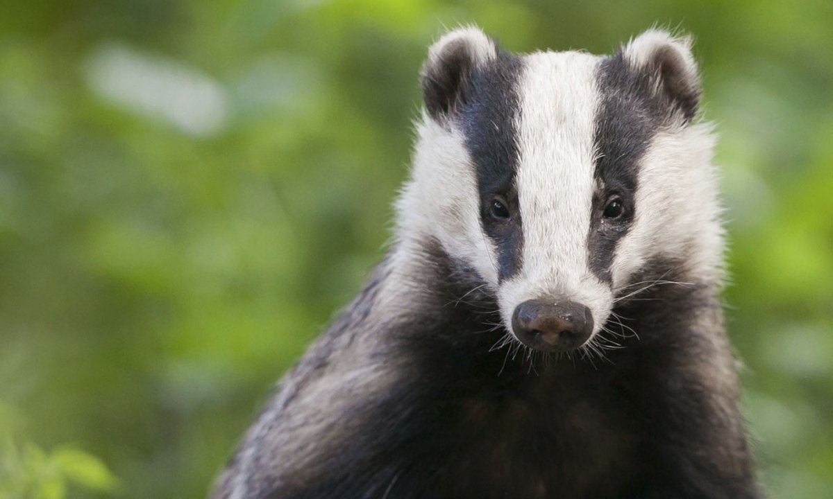 Badgergate tweet picture
