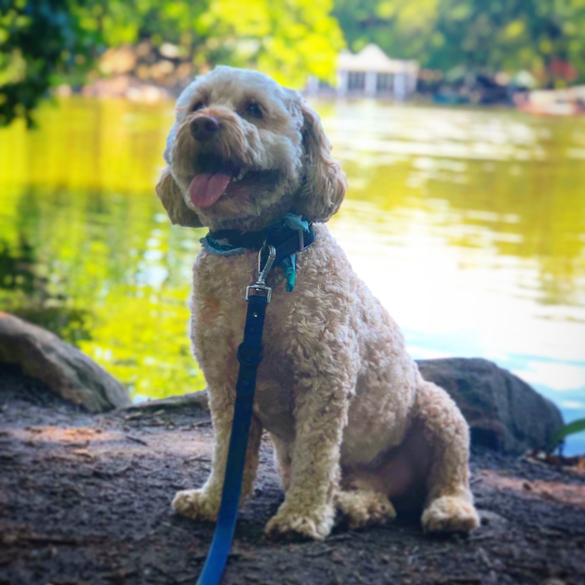 Walk and Fetch Pet Care Inc. (WalkFetch) Twitter