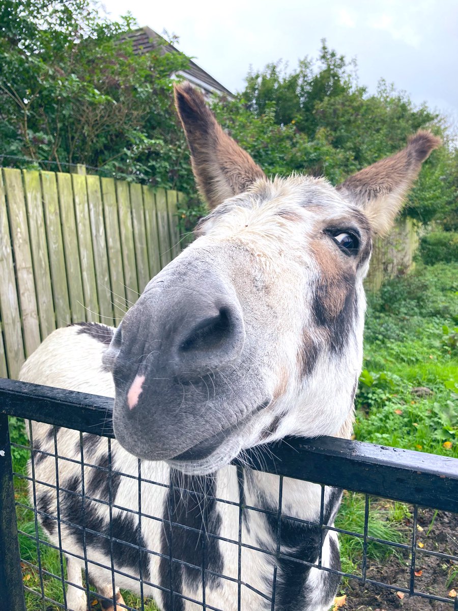 Pamela Houston tweet media