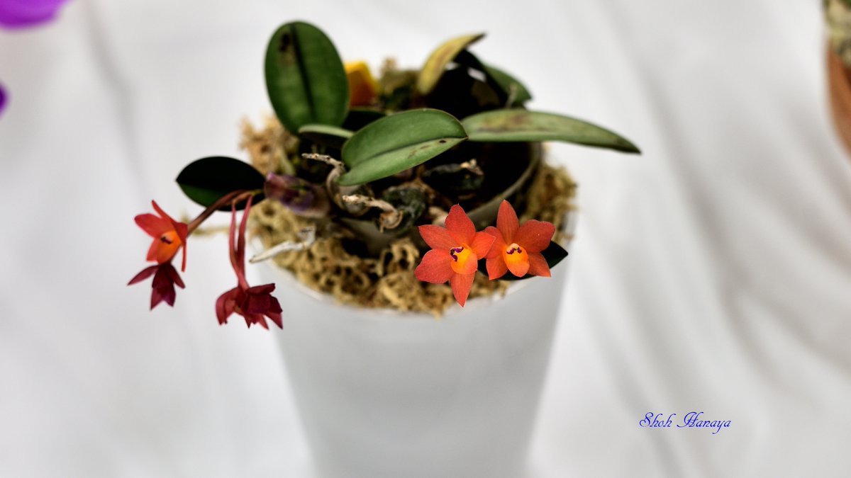 翔 على تويتر S Cernua 1 2 カトレヤ Cattleya C Orchids Flowers Orchidshare サンシャインらん展 蘭 サンシャインシティ 翔 على تويتر S Cernua 1 2 カトレヤ Cattleya C Orchids Flowers Orchidshare サンシャインらん展 蘭 サンシャインシティ