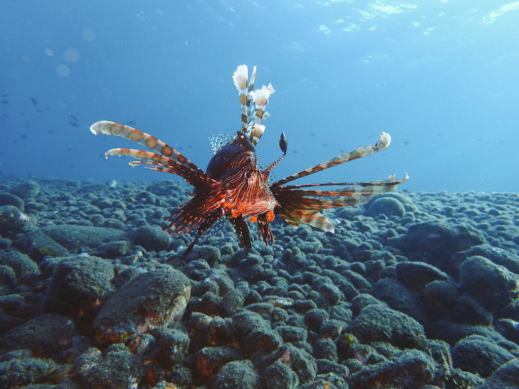 lionfish tulamben bali.