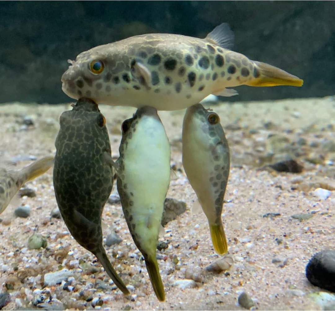 BreedingFish tweet picture