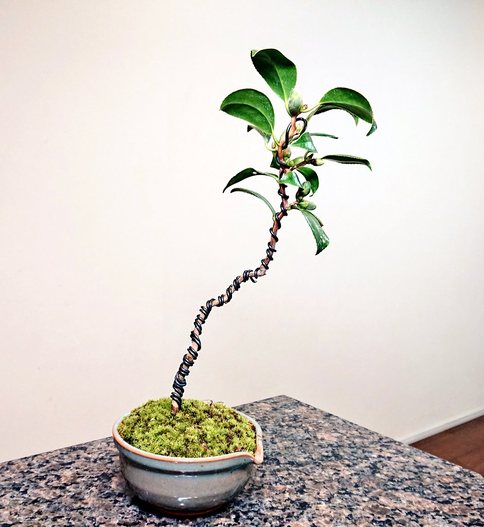 Szk 久々の盆栽教室でした ビギナーコース3年目は今日で終了し来月からスタンダードコースへ進みます ビギナー最後を飾るのは 椿 三河雲竜という種類です うちはなぜか半懸崖が多いので初の文人に挑戦してみました ﾄﾞﾔ 盆栽 Bonsai 椿