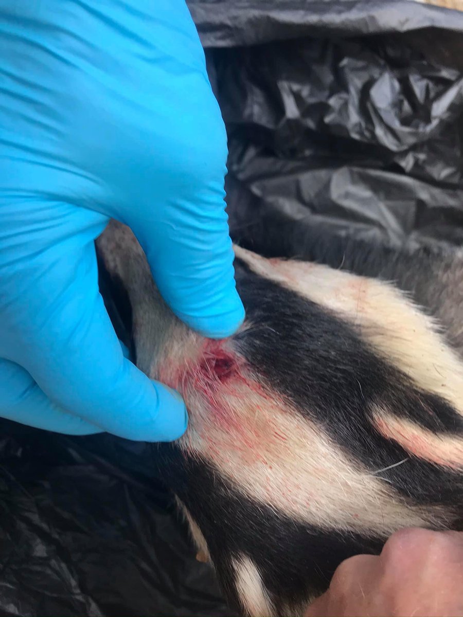 Badger shot in head found on street in Derbyshire village this species is enduring huge suffering as a result of industrial farming &amp; human ignorance &amp; stupidity