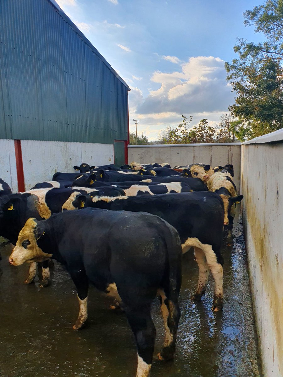 Feb/March M calves in for weigh &amp; Dose, Avg LW 308kg #calftobeef #britishfriesian <a href="/progressivegen/">Progressive Genetics</a>