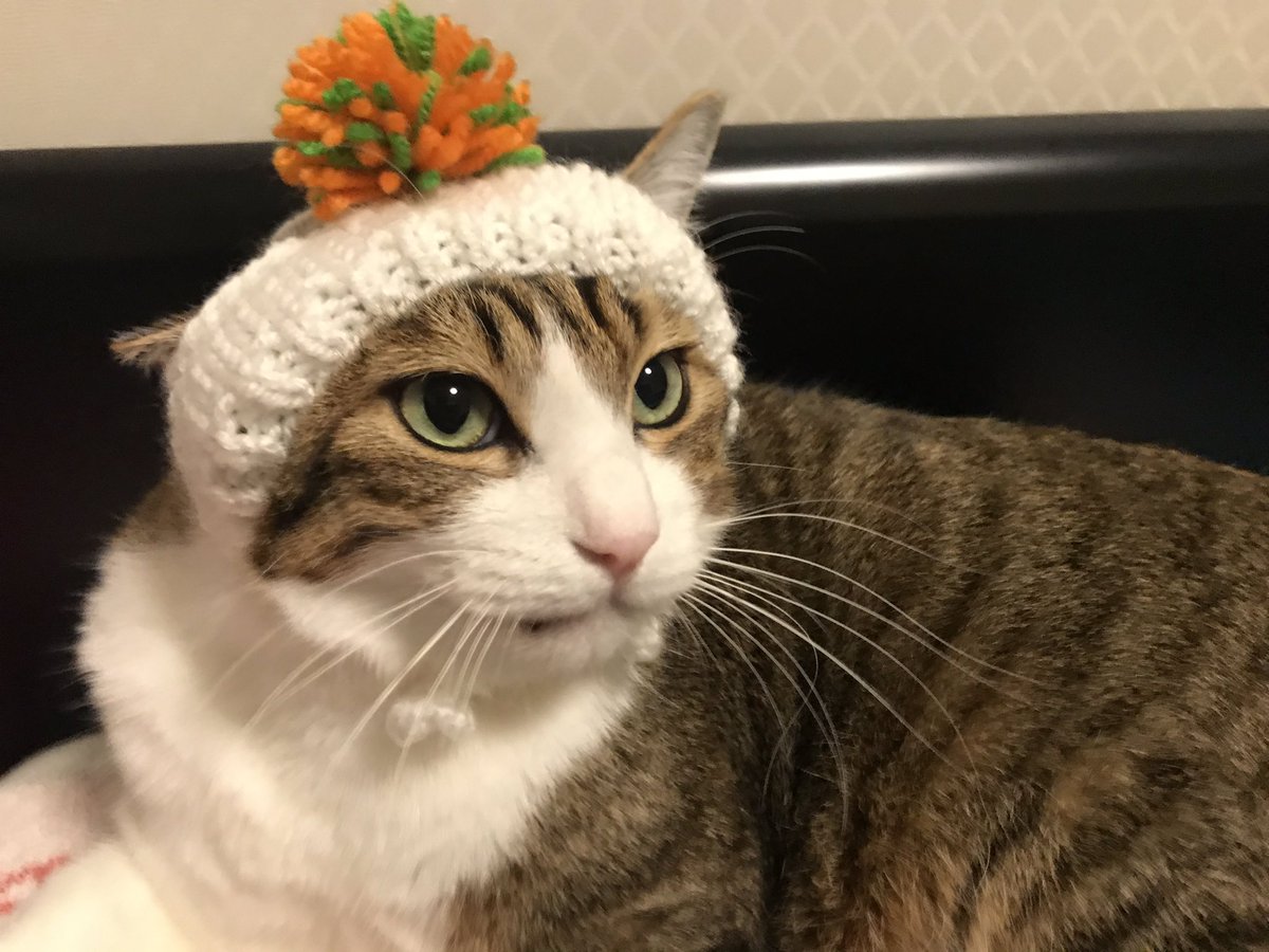 I wore a hat today because it was as cold as December. Everyone, please be careful of colds.

#ねこのきもち #meow  #CatsOfTwitter  #cat #保護猫 #元野良猫 #Protectivecat #kitty #catoftheday #ilovemycat #straycat
#Caturaday