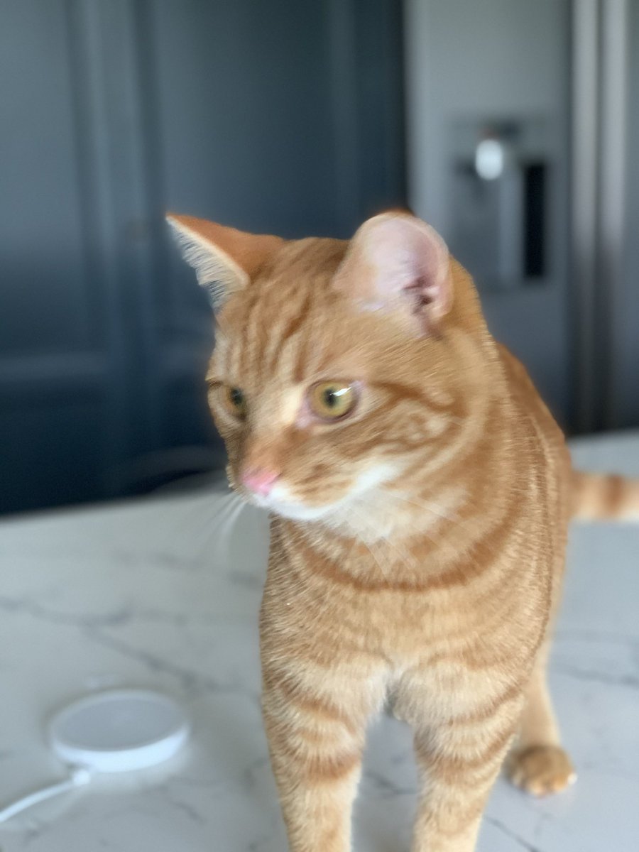 A personal plea to anyone in Congresbury. Our ginger cat Tommy has been missing since Tuesday night. Can you have a look in your gardens or sheds. Or if you know someone is away check empty houses.