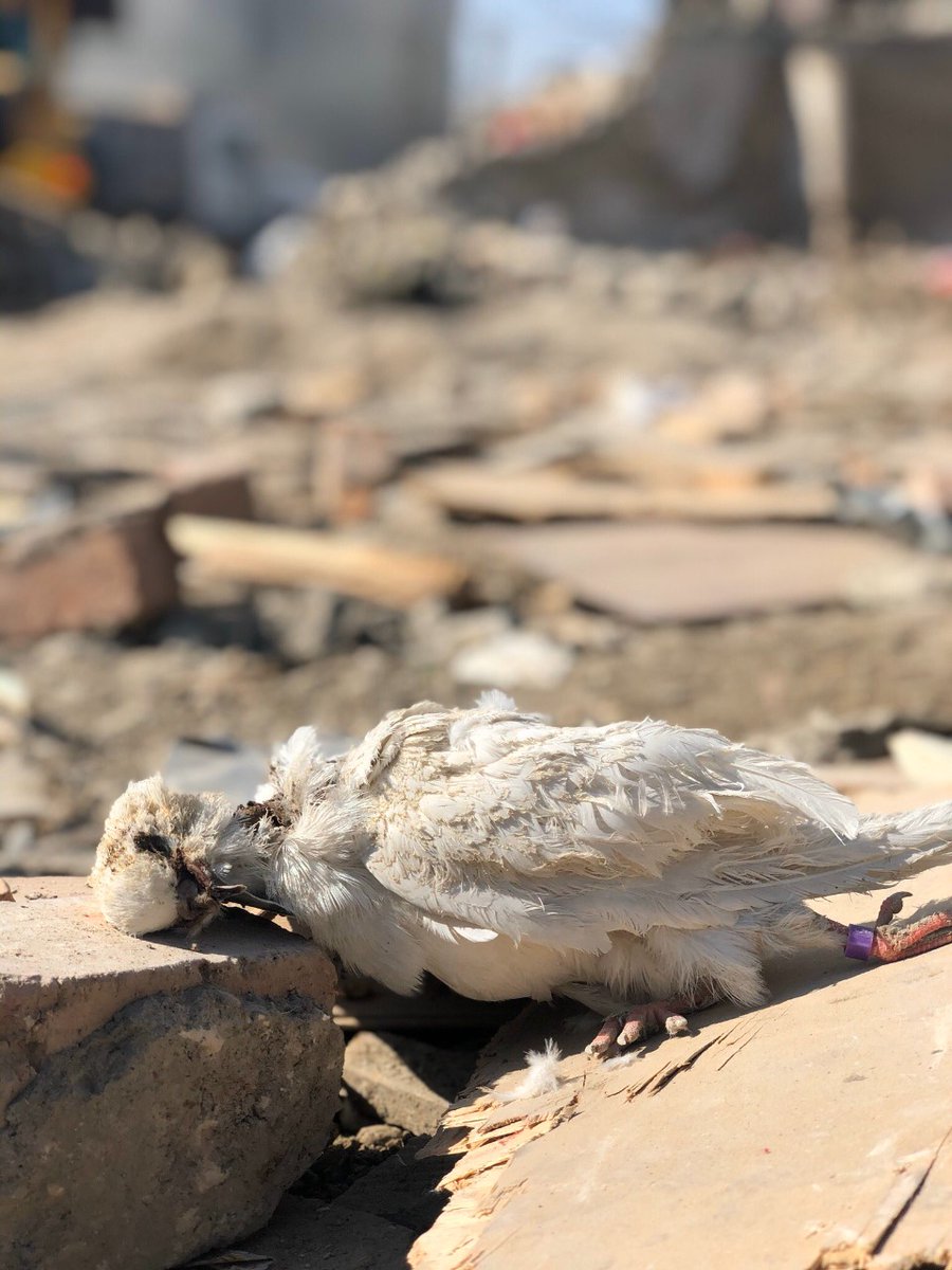 Peace is dead! Armenia kills peace!

#GanjaCity