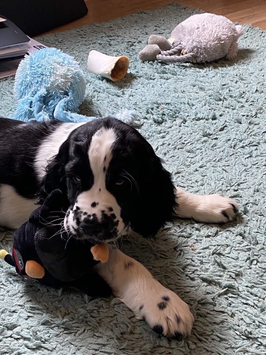 emm5e's tweet photo. Introducing ‘Ned’ https://t.co/9Mn8Sue1ZX
