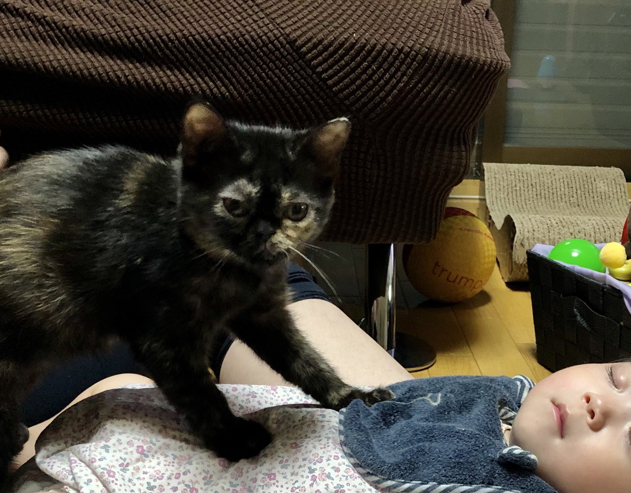 ねこポプラ 猫達は赤ちゃんを嫌いなわけじゃないよ 猫もよくやるのですが私も赤ちゃんの頭皮を嗅ぐのが好きです 絶妙な香りがするのです 猫漫画 漫画 ４コマ漫画 イラスト 育児漫画 赤ちゃんと猫 ブリティッシュショートヘア エキゾチック